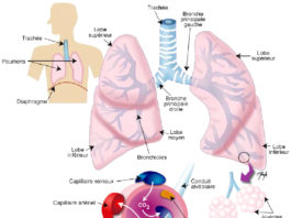 Anatomie Pathologique 